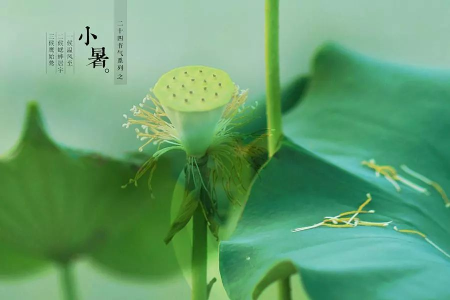 倏忽溫風(fēng)至，因循小暑來(lái)!